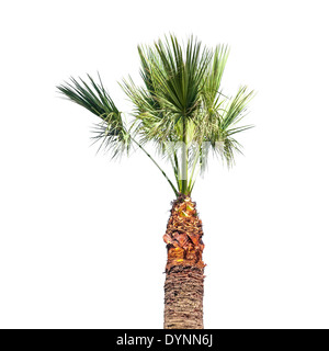 Kleine Palme isoliert auf weißem Hintergrund Stockfoto