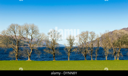 REIHE VON BÄUMEN IM FRÜHJAHR AM SÜDENDE DES LOCH NESS IN DER NÄHE VON FORT AUGUSTUS SCHOTTLAND Stockfoto