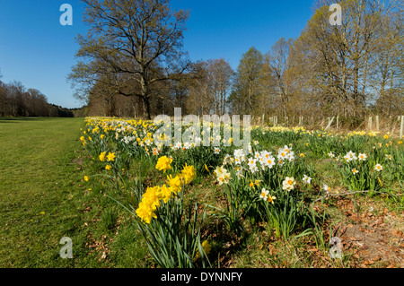 REIHEN VON NARZISSEN IM FRÜHJAHR BEI BRODIE CASTLE GARDENS MORAY SCHOTTLAND Stockfoto