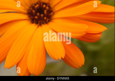 Hellen Reich gefärbt orange Ringelblume Blütenkopf Körbchen sehr lebendig mit Rosette aus zusammengesetzten Blumen Stockfoto
