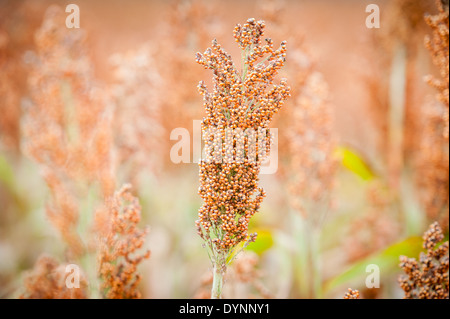 Bereich von Sorghum (Sorghum bicolor) Rock Hall, Maryland Stockfoto