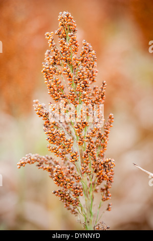 Bereich von Sorghum (Sorghum bicolor) Rock Hall, Maryland Stockfoto