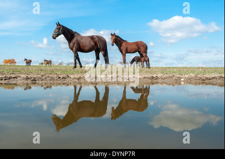 Traber Pferde zu Fuß durch ein Wasserbecken mit deren Spiegelung in Hanover, Pennsylvania Stockfoto