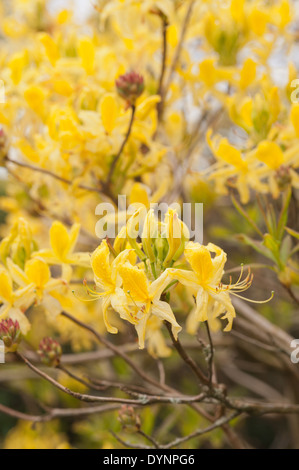 Reichliche Massen von zarten Blüten der hellen gelben Senf farbigen Rhododendron blüht ein Zeichen des Frühlings Stockfoto