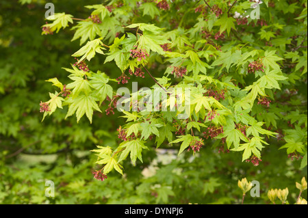 roten geflügelten Samen von Acer Palmatum Kontrast mit dem zarten Grün der dem Blätterdach zum Baum Stockfoto