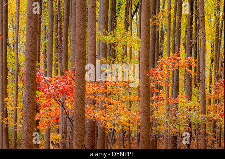 Bäume mit Herbstfarben Boonsboro MD Stockfoto