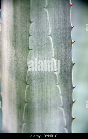 Detail der Agave Americana Kaktus Blatt Botanischer Garten Oslo Norwegen Stockfoto