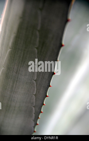 Detail der Agave Americana Kaktus Blatt Botanischer Garten Oslo Norwegen Stockfoto