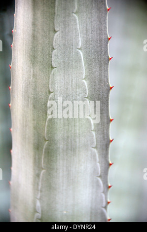 Detail der Agave Americana Kaktus Blatt Botanischer Garten Oslo Norwegen Stockfoto