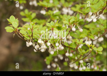 Laubblätter von weißen Enkianthus Strauch machen eine spektakuläre