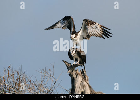 Männliche Osprey auf der Rückseite des weiblichen Adlers paarungsbereit und Arbeitsbedingungen auf Wohlstand bei Blue Cypress Lake, Florida, USA, Amerika. Stockfoto