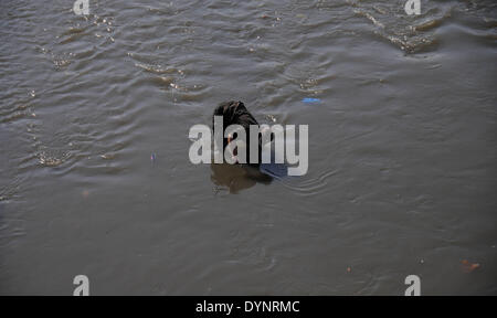 ISLAMABAD, PAKISTAN-APRIL 23: Ein afghanischer Flüchtling sucht eiserne Gegenstände mit magnetisch in das schmutzige Wasser eines Baches auf der Durchreise der Hauptmarkt in der Slum-Gegend in der Nähe von Islamabad, Pakistan. Mehr als fünf Millionen afghanischen Flüchtlinge flohen ihre Heimat seit sowjetischen Invasion der 1970er Jahre. Rund 3,6 Millionen afghanischen Flüchtlinge haben nach Afghanistan aus Pakistan seit März 2002 unter ein Dreierabkommen zwischen UN Refugee Agency (UNHCR) und die Regierungen von Pakistan und Afghanistan zurückgeführt worden. Mehr als 1,6 Millionen afghanischen Flüchtlinge leben immer noch in Pakistan, vor allem Stockfoto