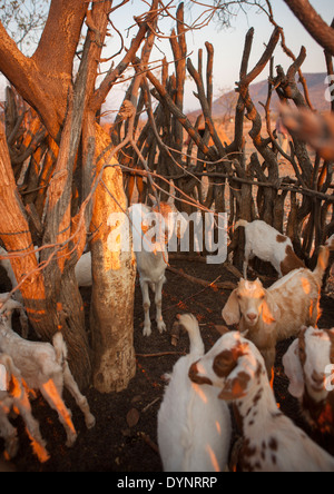 Unterstand für die Ziegen In einem traditionellen Himba-Dorf, Epupa, Namibia Stockfoto