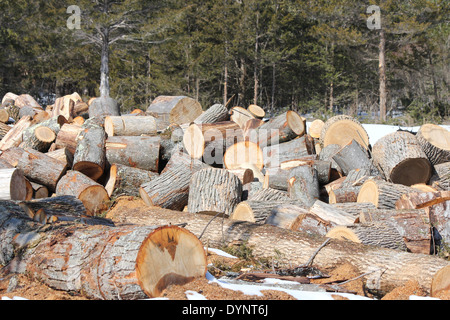 Frisch geschnitten Sie Baum Kurzprotokoll Längen für die Aufteilung in Brennholz bereit. Stockfoto