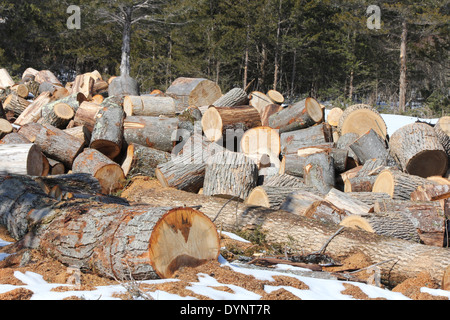 Frisch geschnitten Sie Baum Kurzprotokoll Längen für die Aufteilung in Brennholz bereit. Stockfoto