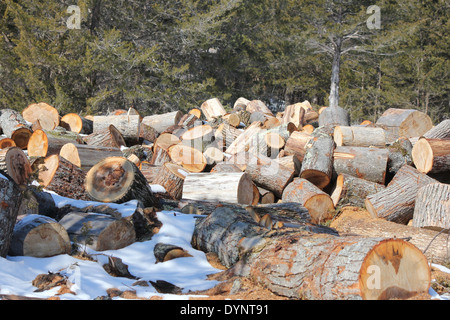 Frisch geschnitten Sie Baum Kurzprotokoll Längen für die Aufteilung in Brennholz bereit. Stockfoto