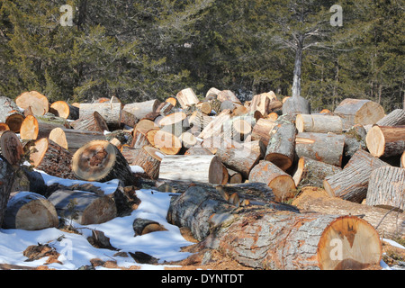 Frisch geschnitten Sie Baum Kurzprotokoll Längen für die Aufteilung in Brennholz bereit. Stockfoto