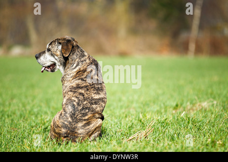 Gemischt gezüchtete-Hund, eine Mischung aus Cane Corso und italienischer Mastiff. Stockfoto