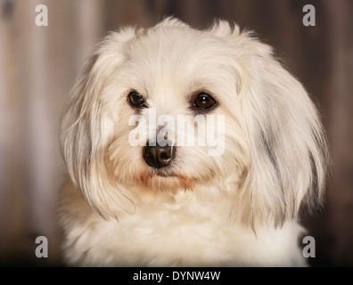 Studioaufnahme von kleinen weißen Rassehund der Coton de Tulear. Stockfoto