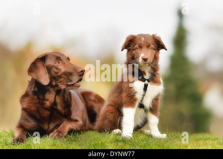 Erwachsenen braune Labrador und braunen und weißen Border-Collie Welpen. Stockfoto