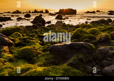 Grüne Algen bei Sonnenuntergang auf den Felsen an der Küste in Playa San Juan, Teneriffa, Kanarische Inseln, Spanien Stockfoto