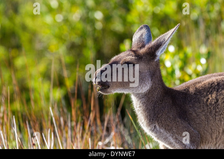 Western graue Känguru (Macropus Fuliginosus) auf Lucky Bay, Cape Le Grande-Nationalpark, Western Australia. Stockfoto