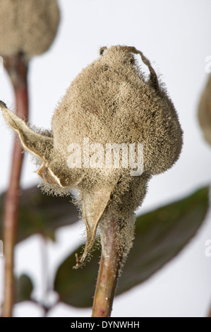 Grauschimmel, Botrytis Cinerea, Myclium Entwicklung auf rosa Blütenknospen Gewächshaus aufgezogen Stockfoto