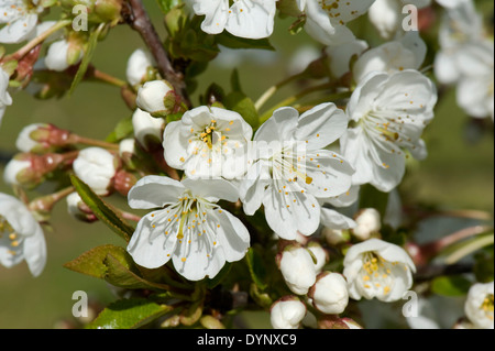 Weißen Kirschblüten auf einen blühenden Obstbaum, Prunus Avium, im Frühjahr Stockfoto
