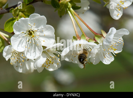 Eine Honigbiene auf Nahrungssuche in weißen Kirschblüten auf einen blühenden Obstbaum, Prunus Avium, im Frühjahr Stockfoto