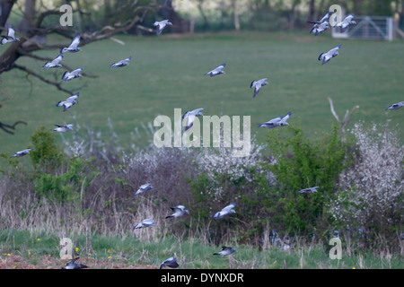 Hohltaube Columba Oenas, Gruppe der Vögel im Flug, Warwickshire, April 2014 Stockfoto