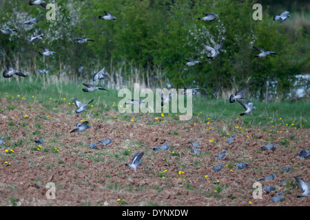 Hohltaube Columba Oenas, Gruppe der Vögel im Flug, Warwickshire, April 2014 Stockfoto