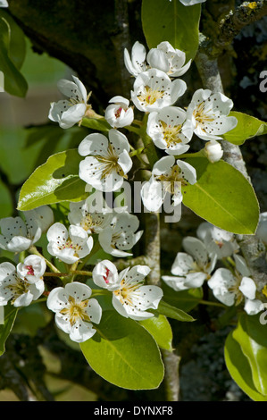 Birne Blüte mit jungen Blättern im Frühjahr Stockfoto