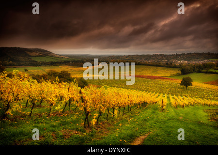 Denbies Wine Estate, Dorking, Surrey, UK Stockfoto