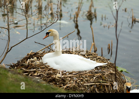 Weisser Schwan schützen ihren Eiern im Nest am Rande eines Teiches. Stockfoto