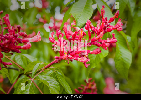 Blühender Strauch mit roten Kastanie - Aesculus Pavia Koehnei Stockfoto