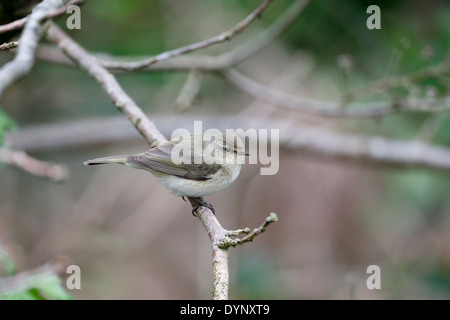 Zilpzalp, Phylloscopus Collybita, einziger Vogel auf Zweig, Warwickshire, April 2014 Stockfoto