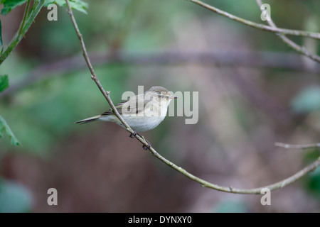 Zilpzalp, Phylloscopus Collybita, einziger Vogel auf Zweig, Warwickshire, April 2014 Stockfoto