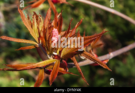 Blühender Strauch mit roten Kastanie - Aesculus Pavia Koehnei Stockfoto