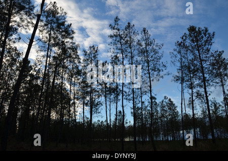 Pinien in der Wald der Landes, Aquitaine, Frankreich. Stockfoto