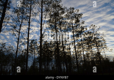 Pinien in der Wald der Landes, Aquitaine, Frankreich. Stockfoto