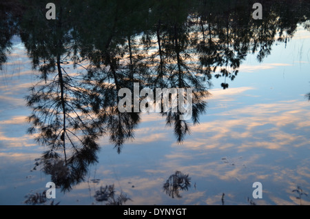 Überschwemmungen in den Wald der Landes, Aquitaine, Frankreich. Stockfoto