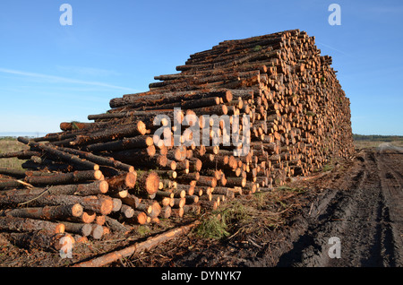 Stapel von hölzernen protokolliert in der Wald der Landes, Aquitaine, Frankreich. Stockfoto