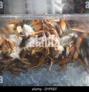 Alaska King Crab auf Eis In einem Plastikbehälter Stockfoto