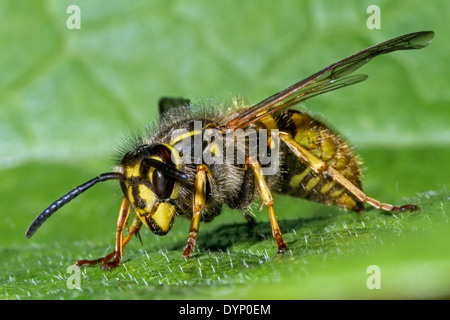 Gemeinsamen Wespe (Vespula Vulgaris) Königin auf Blatt Stockfoto