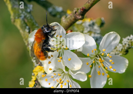 Tawny Mining Bee (Andrena Fulva / Andrena Armata) sammeln von Nektar und Pollen von Blüte Stockfoto