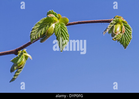 Knospen öffnen und Blättchen entstehende gemeinsame Hasel (Corylus Avellana) im Frühjahr Stockfoto