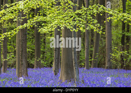 Glockenblumen (Endymion Nonscriptus) in Blüte in Buchenwald (Fagus Sylvatica) im Frühjahr Stockfoto