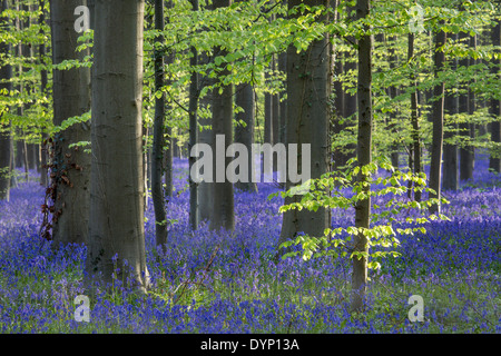 Glockenblumen (Endymion Nonscriptus) in Blüte in Buchenwald (Fagus Sylvatica) im Frühjahr Stockfoto