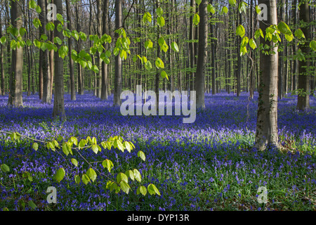 Glockenblumen (Endymion Nonscriptus) in Blüte in Buchenwald (Fagus Sylvatica) im Frühjahr Stockfoto