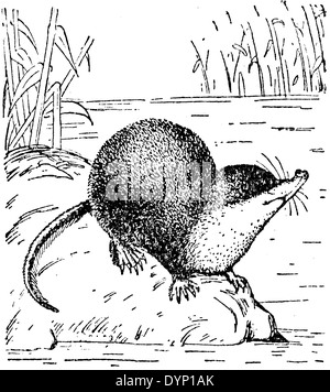 Eurasische Wasser Spitzmaus (Neomys Fodiens), Illustration aus sowjetischen Enzyklopädie, 1928 Stockfoto